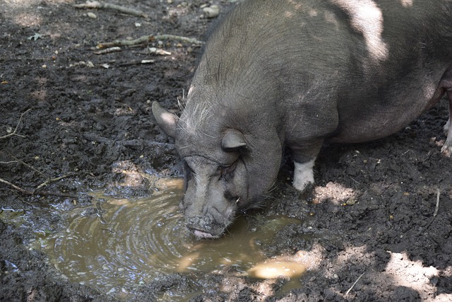 攻防皆优的 攻防皆优的